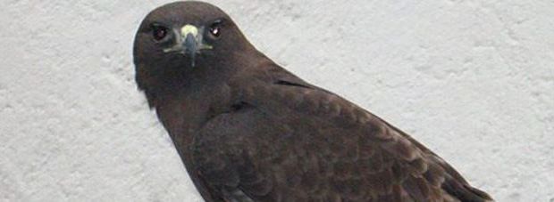 18519070_10208815989468386_1563746493_o (1)