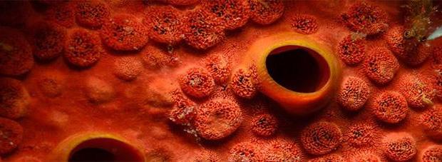 18838684_10208926547792275_612662472_o