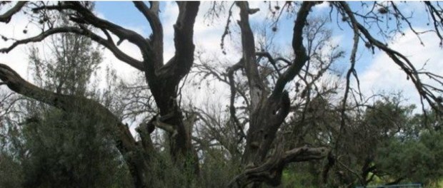 00 Modelo foto destacada