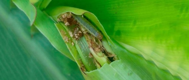 00 Modelo foto destacada