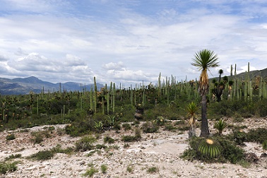 El bien representa la zona árida con mayor biodiversidad en el continente americano con altos niveles de endemismos, especies raras y amenazadas. Foto Mauricio Marat INAHJPG