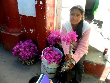 venta de orquideas silvestres en Tlaxiaco