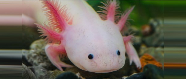 00 Modelo foto destacada A