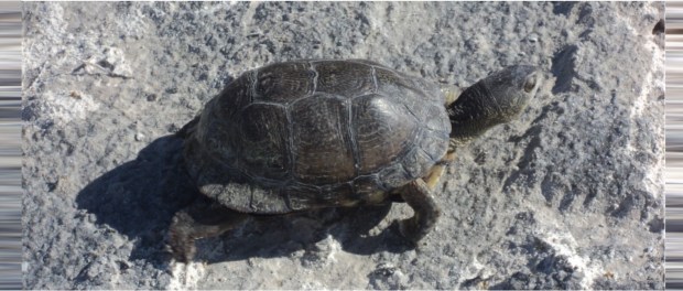 00 Modelo foto destacada A