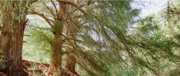 00 Modelo foto destacada A