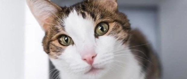 001 Modelo foto destacada