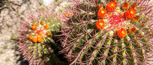 01 Modelo foto destacada