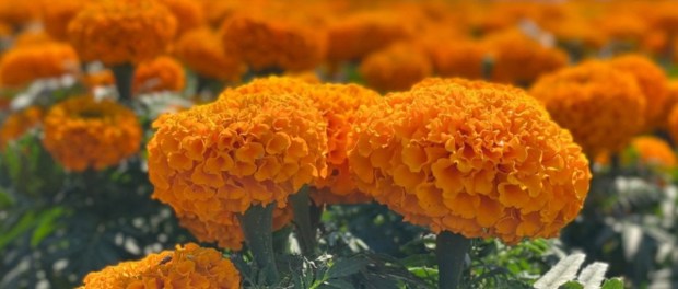 01 Modelo foto destacada